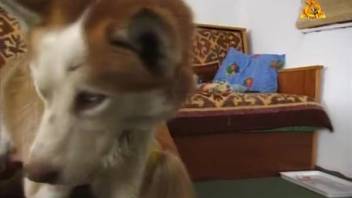 Guy bangs his spouse next to their cherished animal companion