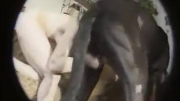 Massive dog penetrates lady's vagina and rear end as spouse records the action