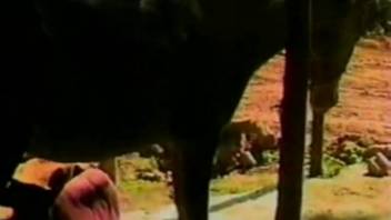 Bestiality enthusiasts are enjoying themselves immensely on the farm