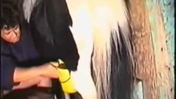 Inserting my extended arm into the pony's narrow rectum