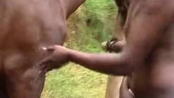 Massive horse dick stroked and delighted by an ebony vixen