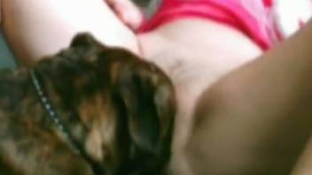 Holiday-themed animal intercourse featuring a savage dark canine