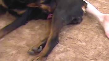 Cuckold observes his boyfriend being screwed by a well-hung canine