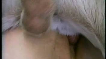 Hot slut with spectacles is blowing our cute puppy