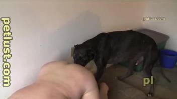 Big black dog anally impaled a horny male zoophile from behind