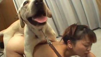Asian girl gives her white doggy a passionate rimjob