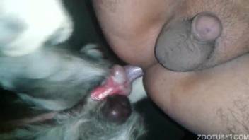 Perverted animal lover takes it up the butt from a tiny white dog