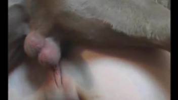 Busty beauty is trying dirty anal sex with a filthy zoophile