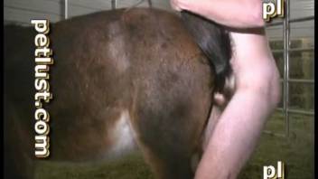Authentic rancher mates with his personal small horse inside the vintage stable