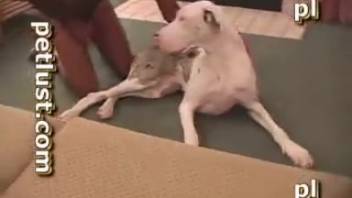 Filthy Dalmatian babe getting banged by a horny Latino guy