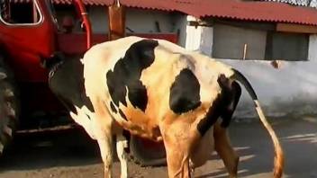 Cow with tight anus is getting stimulated by farm hottie