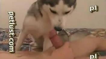 horny lover nicely fucks his trained husky in a tight ass