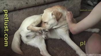 Assertive homosexual dog pounding the owner's snug buttocks