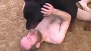 Stunning rottweiler fucks a horny male in ass to ass pose