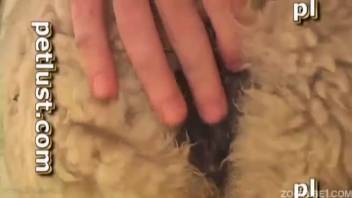 Sheep with a tight backside was thoroughly banged by an enthusiastic farmer