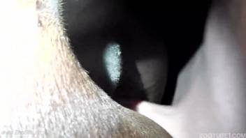 Gently inserting my cum-filled cock into a mare's narrow asshole