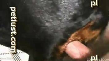 Attractive ebony Rottweiler relishes rough anal action