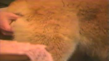 Frisky young pup is relishing taboo animal-human intercourse