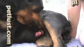 Gorgeous black rottweiler got his massive dick sucked by farmer