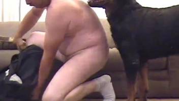 Trained black rottweiler impaled my husband in doggy style pose