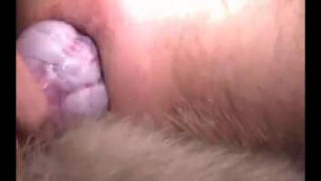 Canine with tiny rosy penis anally penetrates an aroused guy