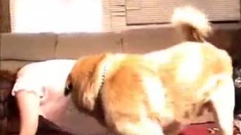 Attractive canine and alluring babe are indulging in mouth and pussy animal encounters.