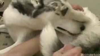 Cute chubby babe relishes vigorous anal fucking in reverse cowgirl position
