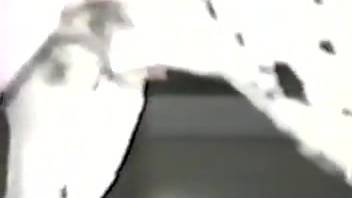 Hot babe blows a huge stiff cock of a black Doberman