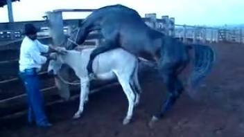 A man observes a submissive donkey being penetrated by a dark stallion.