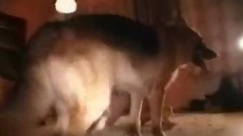 German Shepherd dog satisfies slutty owner in doggystyle