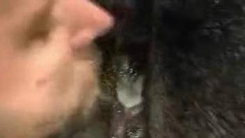 Buddy creams and licks sperm from horse's hole after penetration