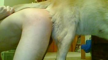 Incredible golden retriever bangs a filthy animal lover in butt-to-butt position