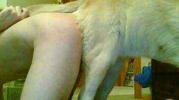Attractive white beagle pounds my slutty girlfriend in a butt-to-butt position