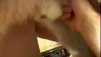 Stroking my pup's cock until it shoots a hefty dose of jizz