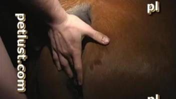 Impressive brown horse got nicely penetrated by passionate farmer