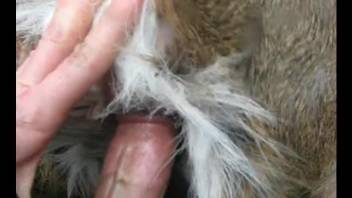 Sticking my small dick in a tight anal hole of a sweet animal
