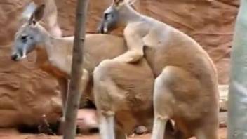 Two pretty kangaroos make love in natural environment