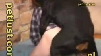 Gay animal lover gives anus for rottweiler for nailing