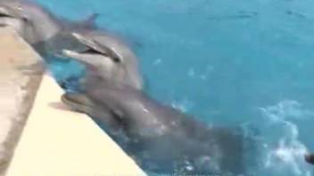 Dolphin instructor and her coworker enjoy moments with cherished animals