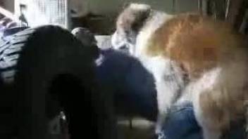 Huge trained labrador impaled a sexy zoophile in doggy style