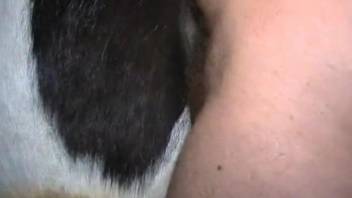 Spotted farm cow got anally impaled by nasty hairy farmer