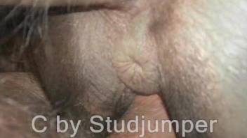 Watch me playing with a tight horse anus in awesome close-up