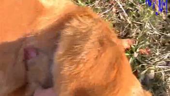 Recording an aroused dog's penis in close-up and attempting to collect some semen