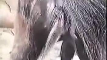 Slim Latino dude softly probes donkey's rear hole outside