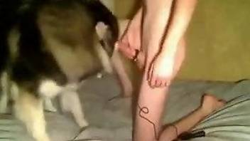 Perfect Husky is enjoying awesome anal bestiality in the bedroom