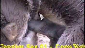 Furry creatures in wild encounters of beastiality videos recorded on camera