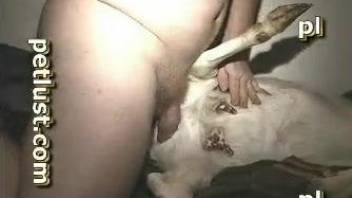 Astonishing white goat is trying intensive sex in the bedroom