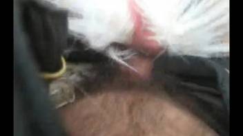 Horny guy roughly pounds female dog in beastiality POV porn