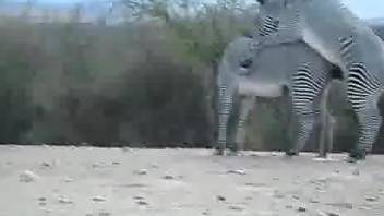 Zebras fucking in the wild while horny zoophilia lover taping them