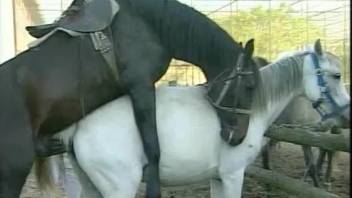 Strong outdoor horse fucking zoo porn with naked women